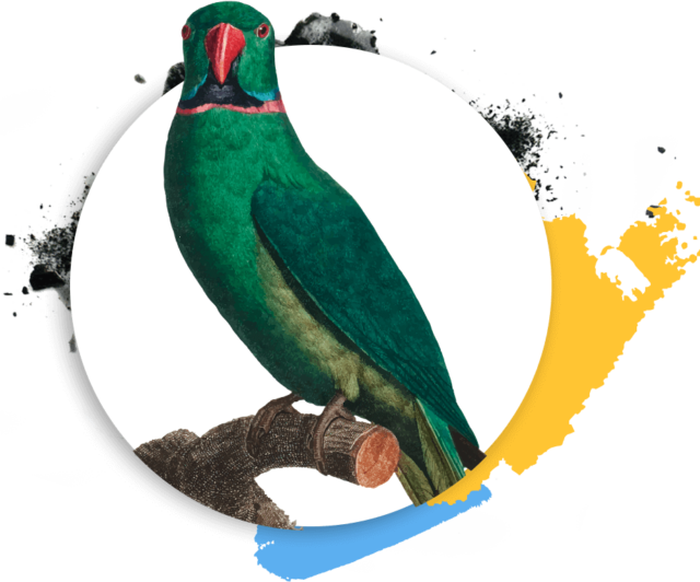 https://vijayfineartsacademy.in/wp-content/uploads/2019/03/Psittaciformes-640x532.png